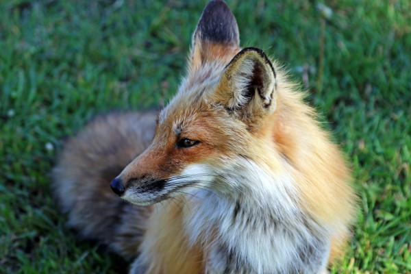 Red Fox Profile by Deb Oppermann